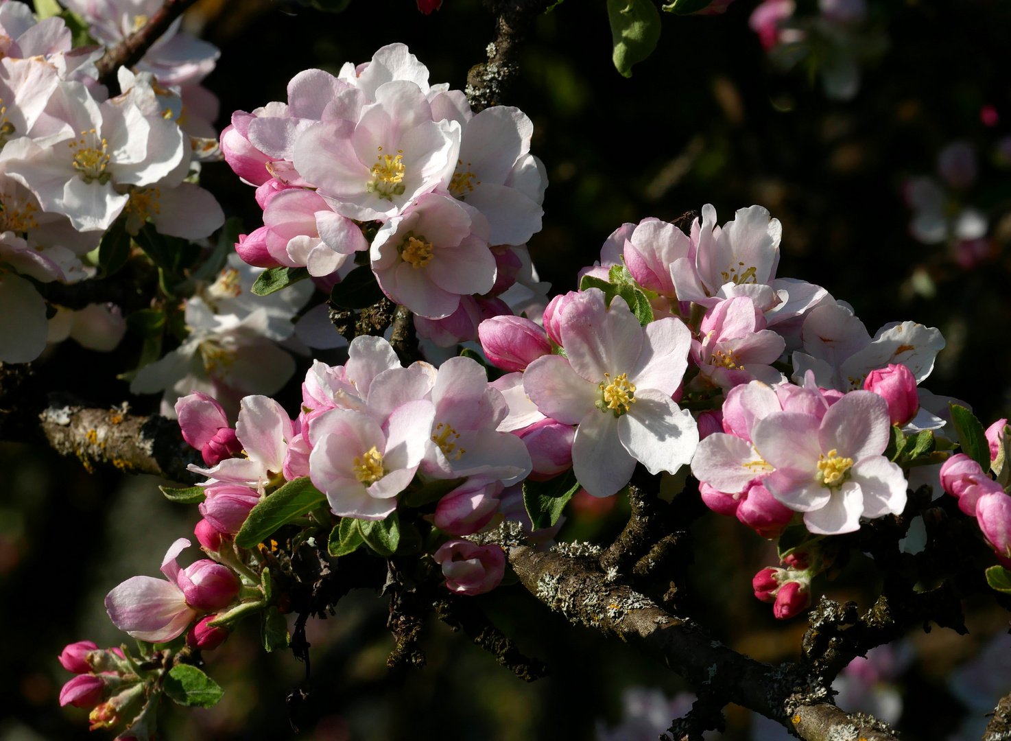 Apfelblüte