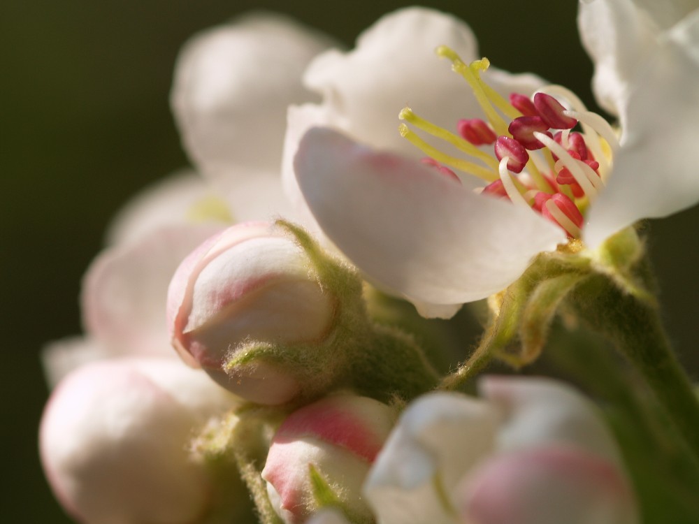 Apfelblüte