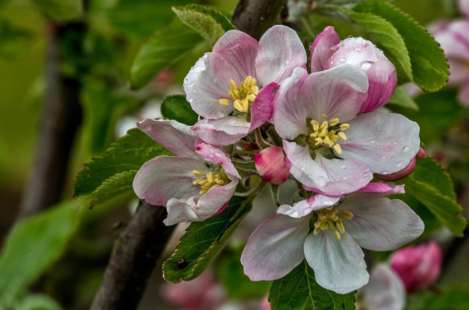 Apfelblüte