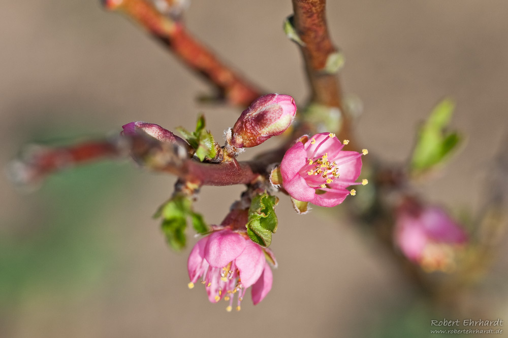 Apfelblüte