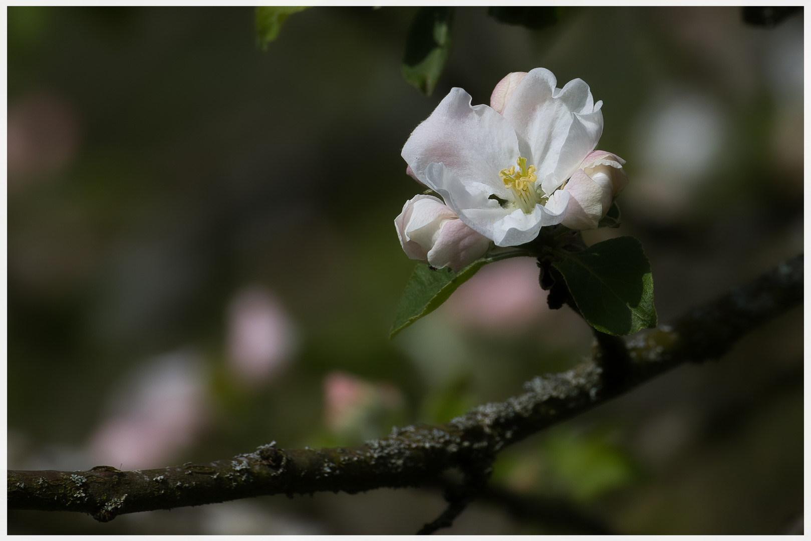 Apfelblüte 