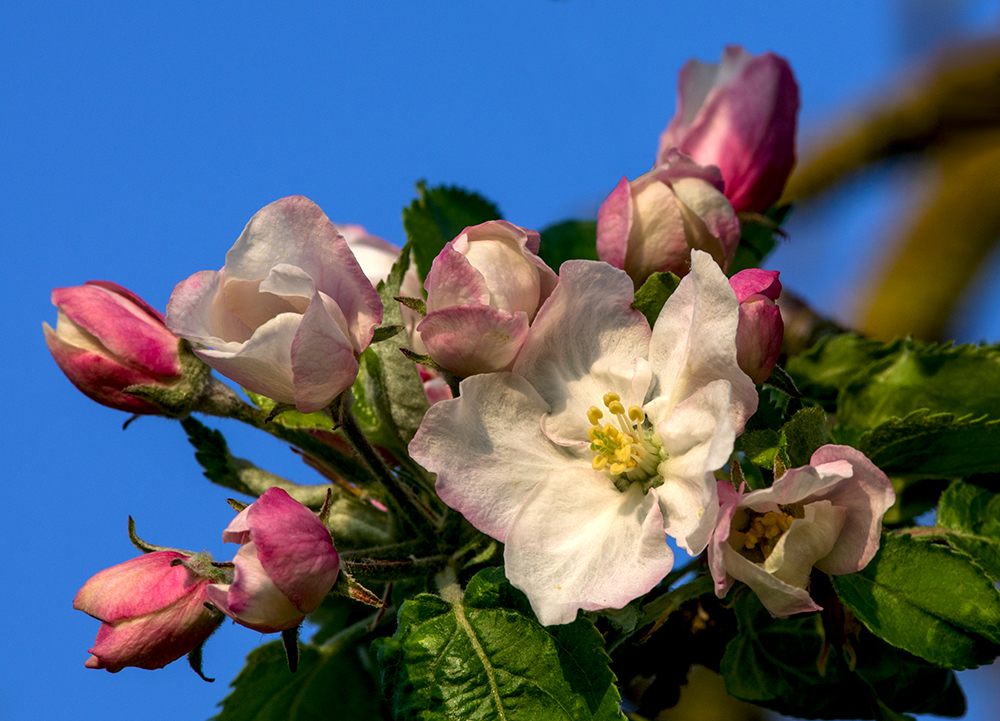 Apfelblüte