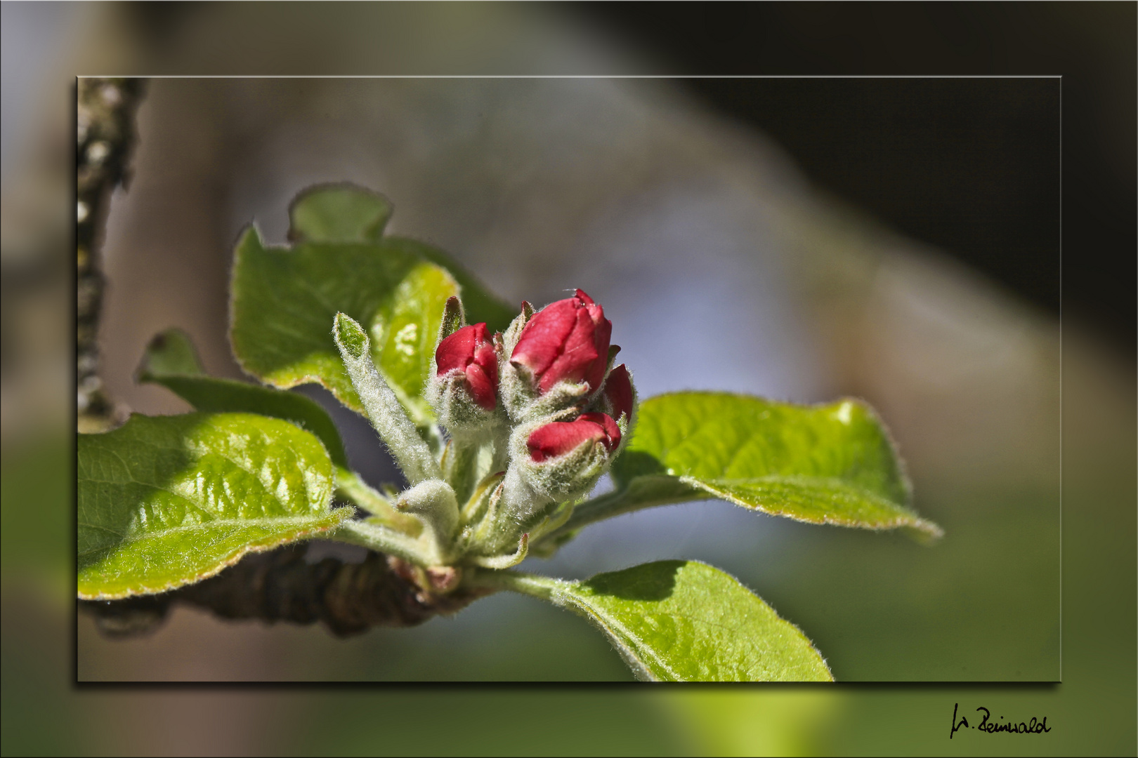 Apfelblüte