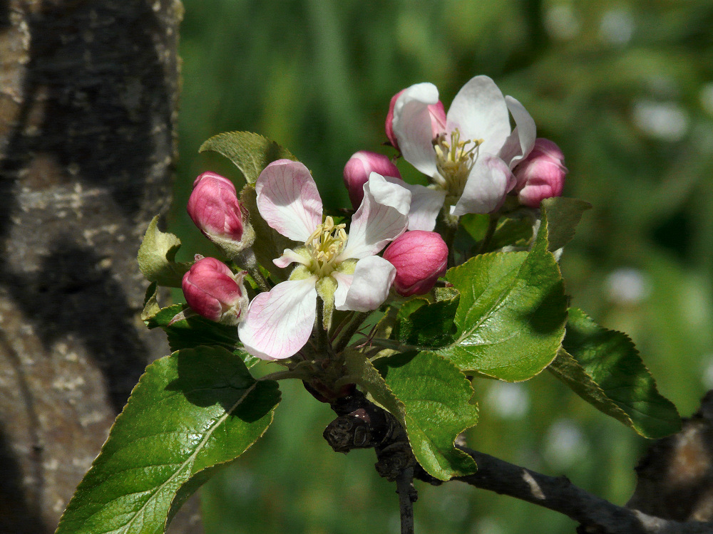 Apfelblüte