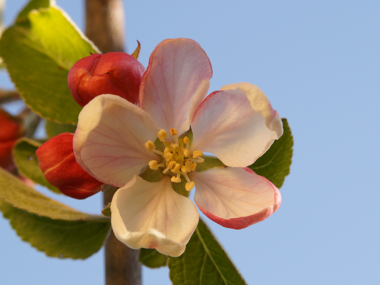 Apfelblüte