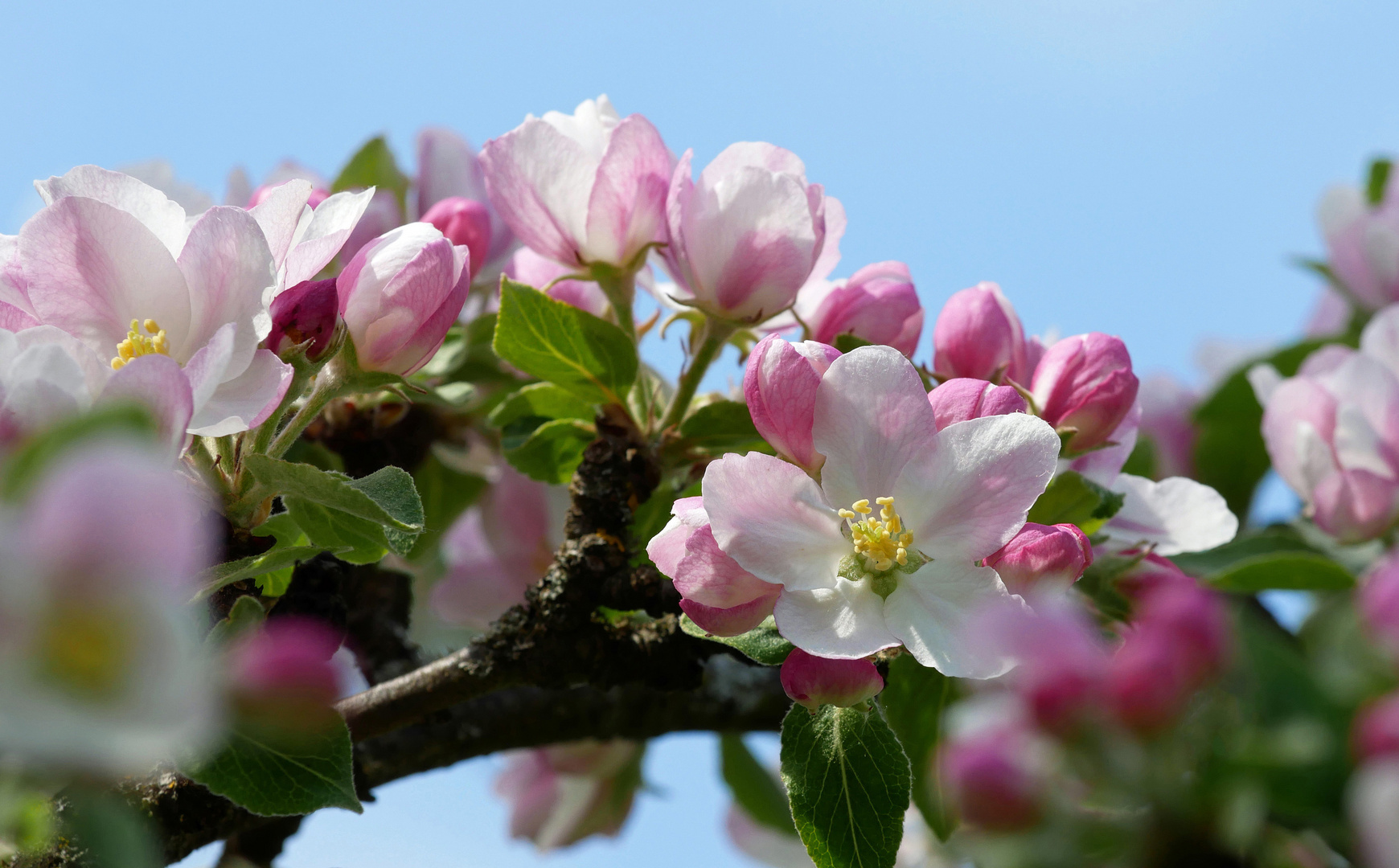 Apfelblüte