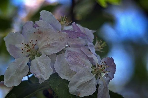 Apfelblüte