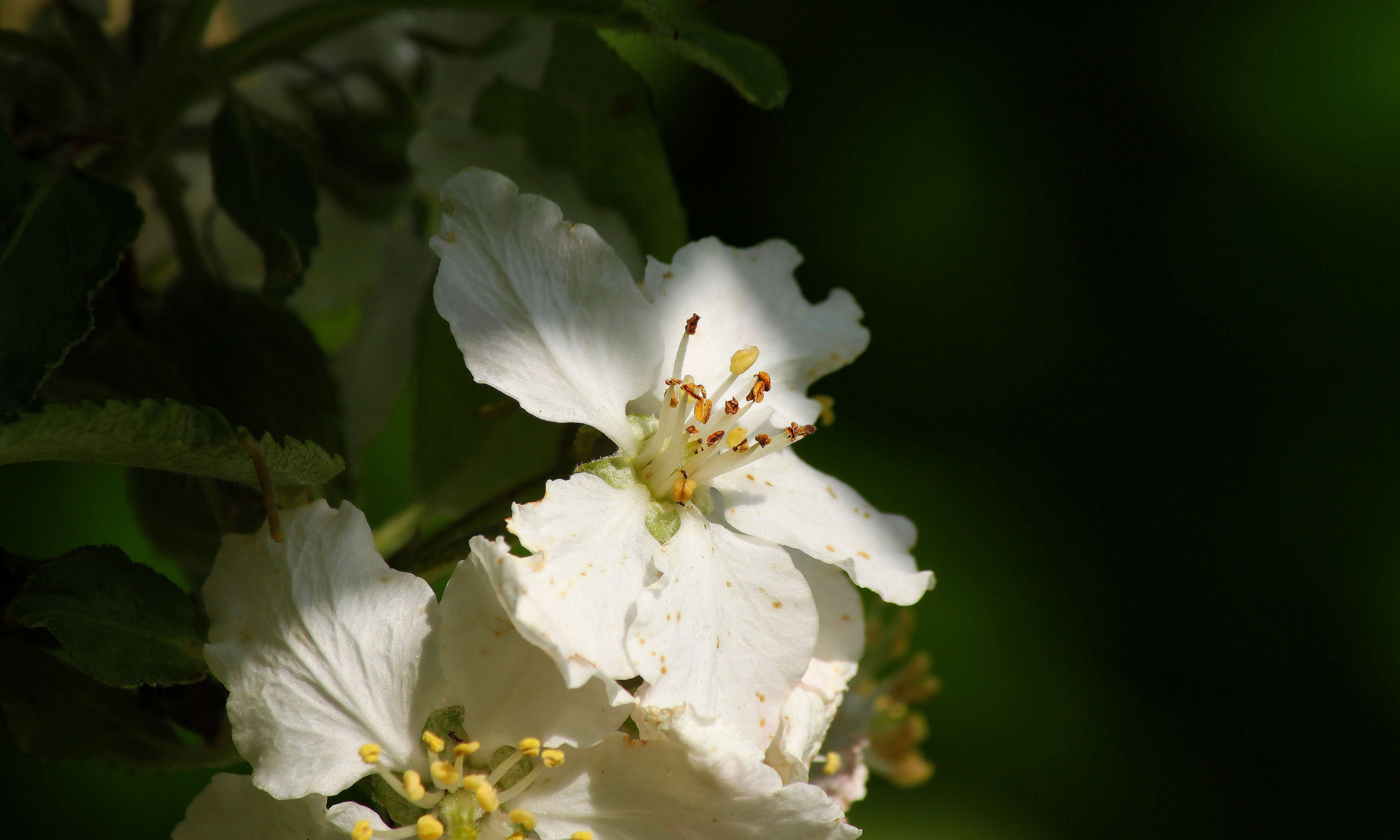 Apfelblüte