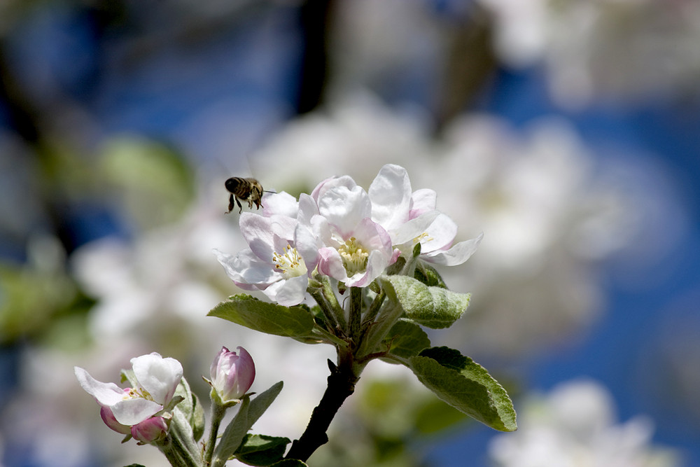 Apfelblüte