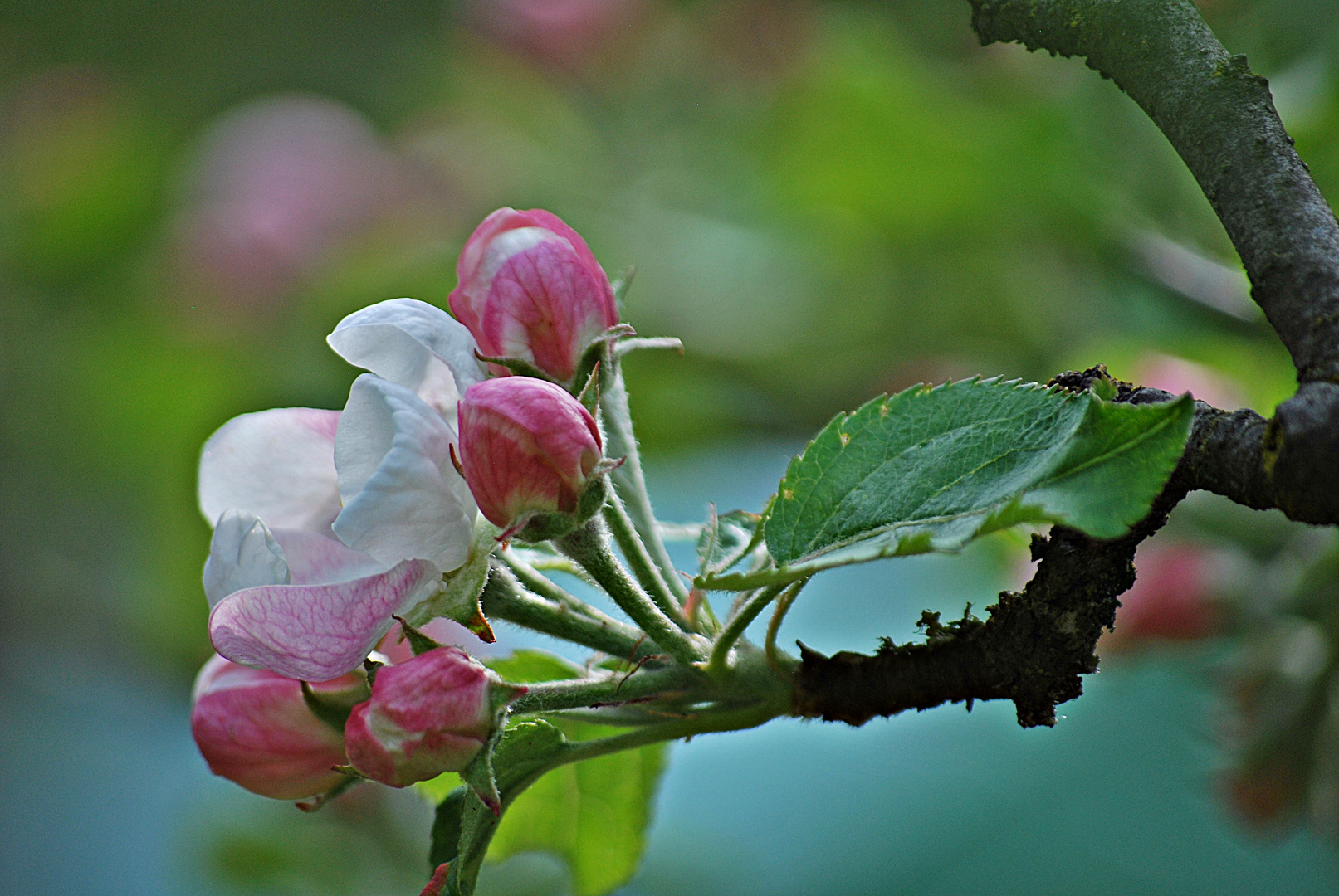 Apfelblüte... 3