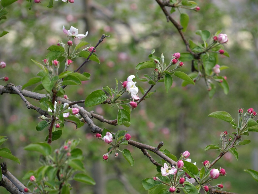 Apfelblüte