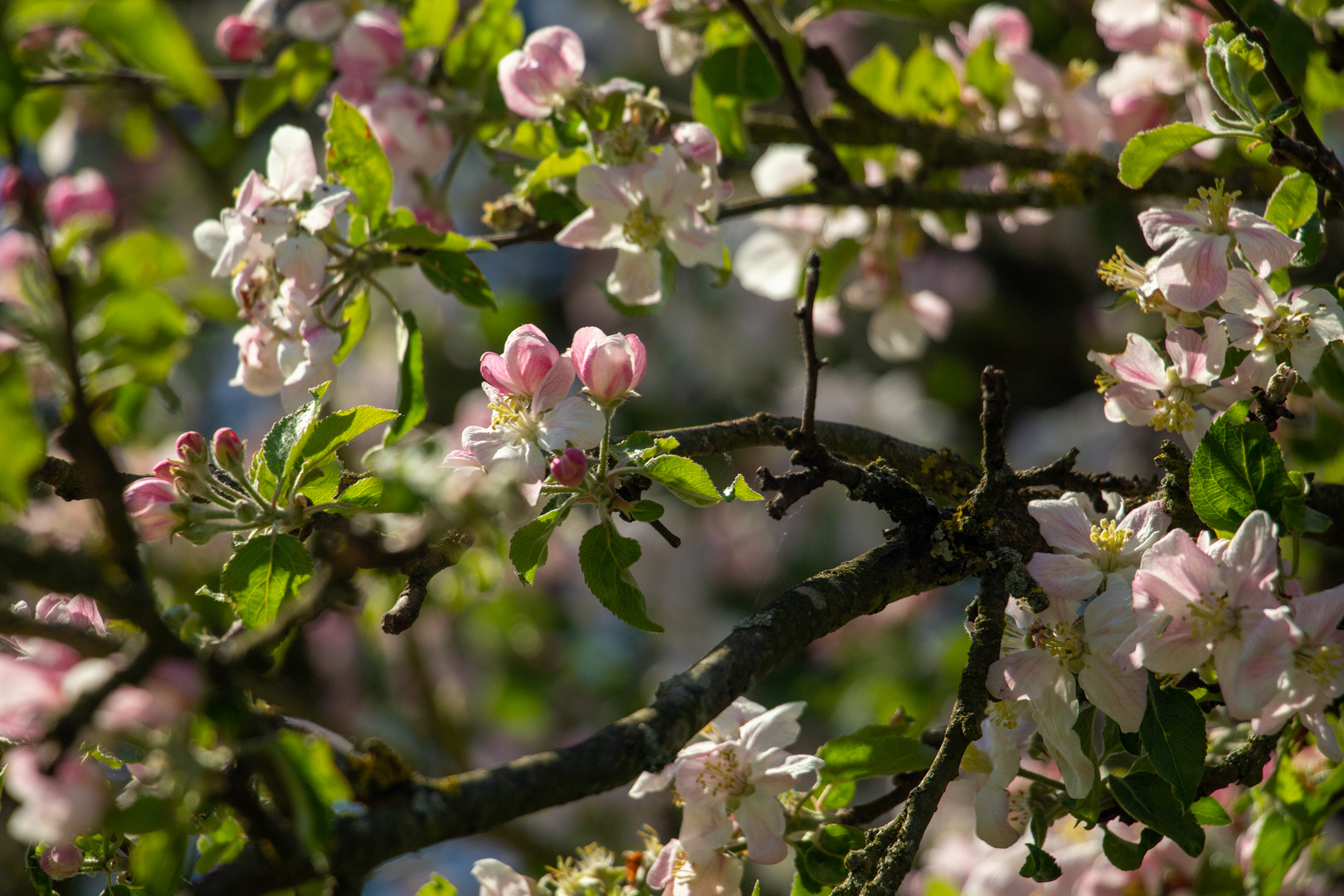 Apfelblüte