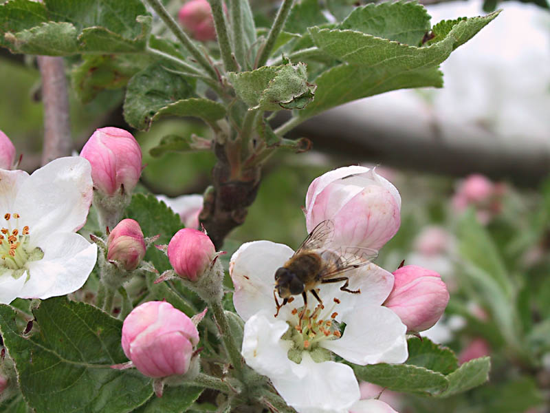 Apfelblüte