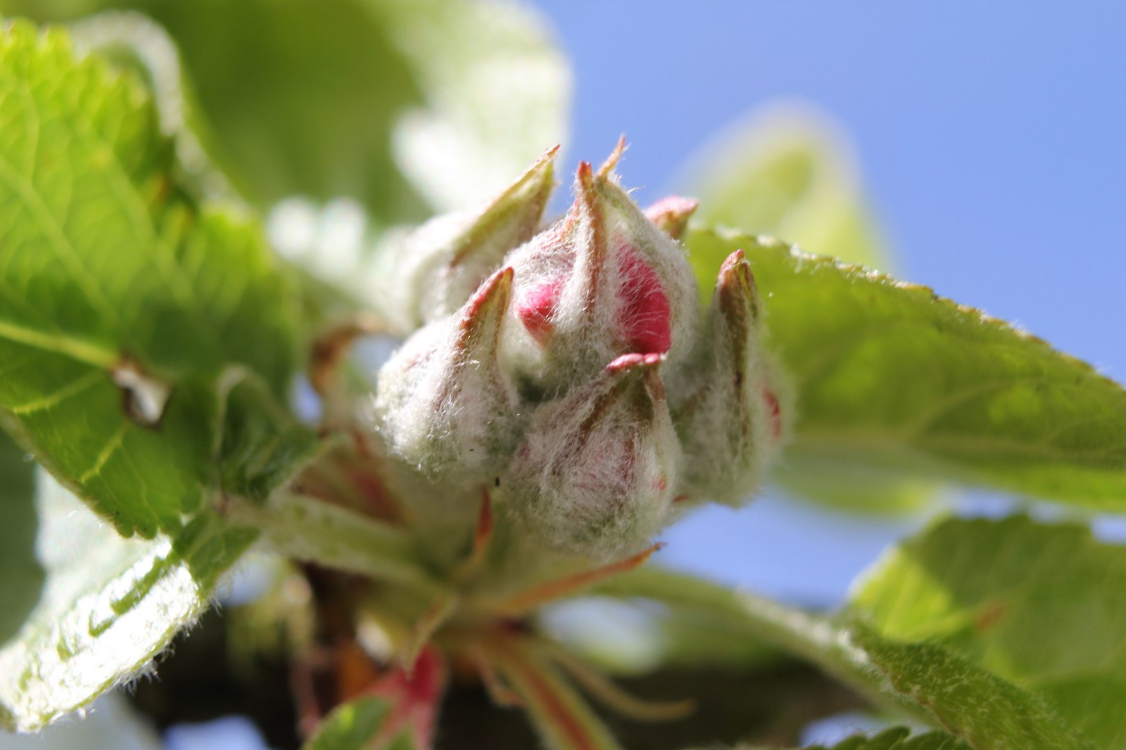 Apfelblüte