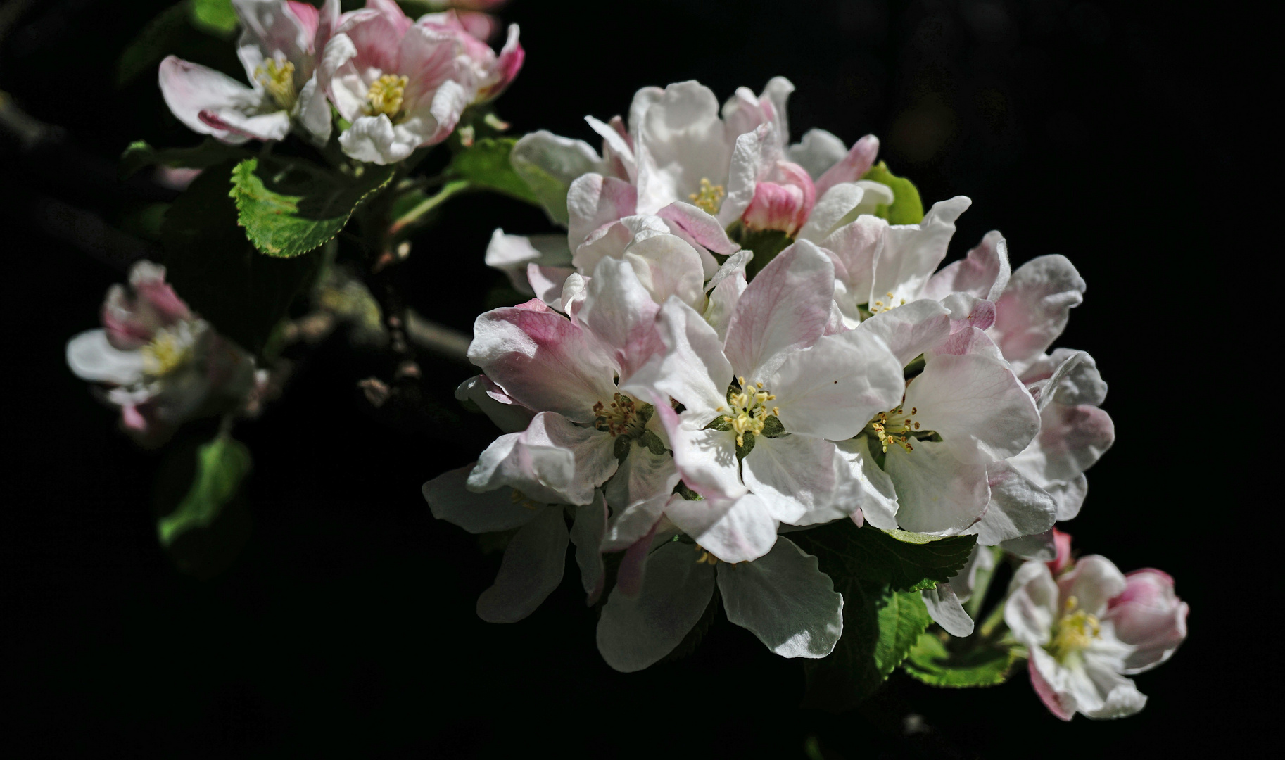 Apfelblüte