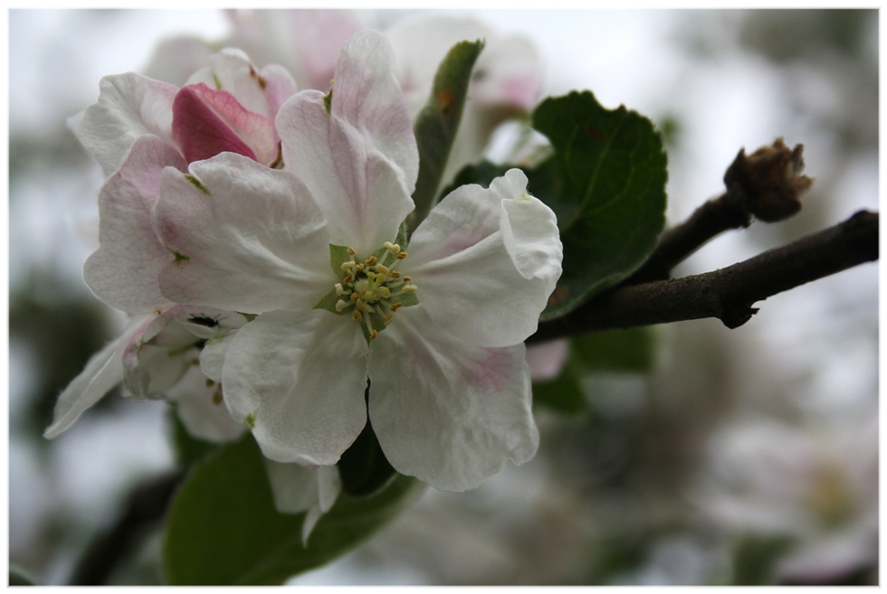 Apfelblüte