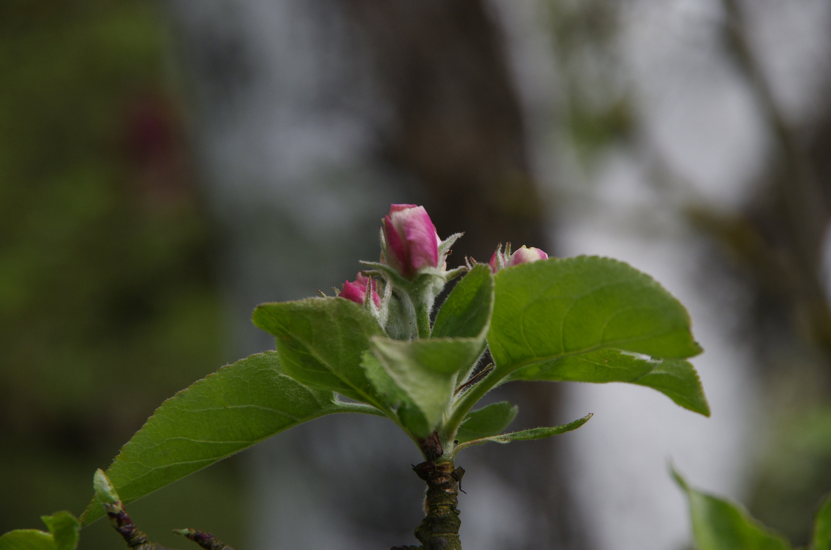 Apfelblüte