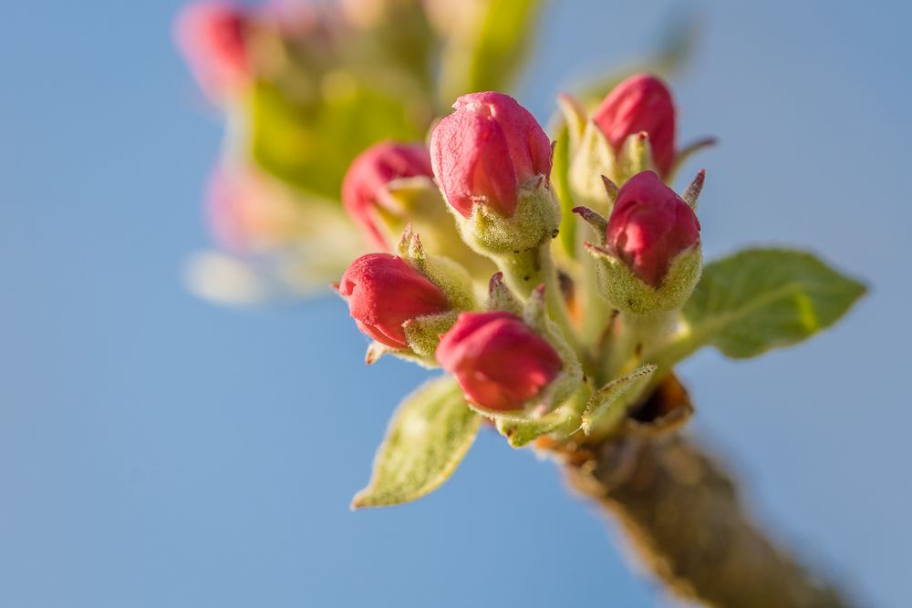 Apfelblüte