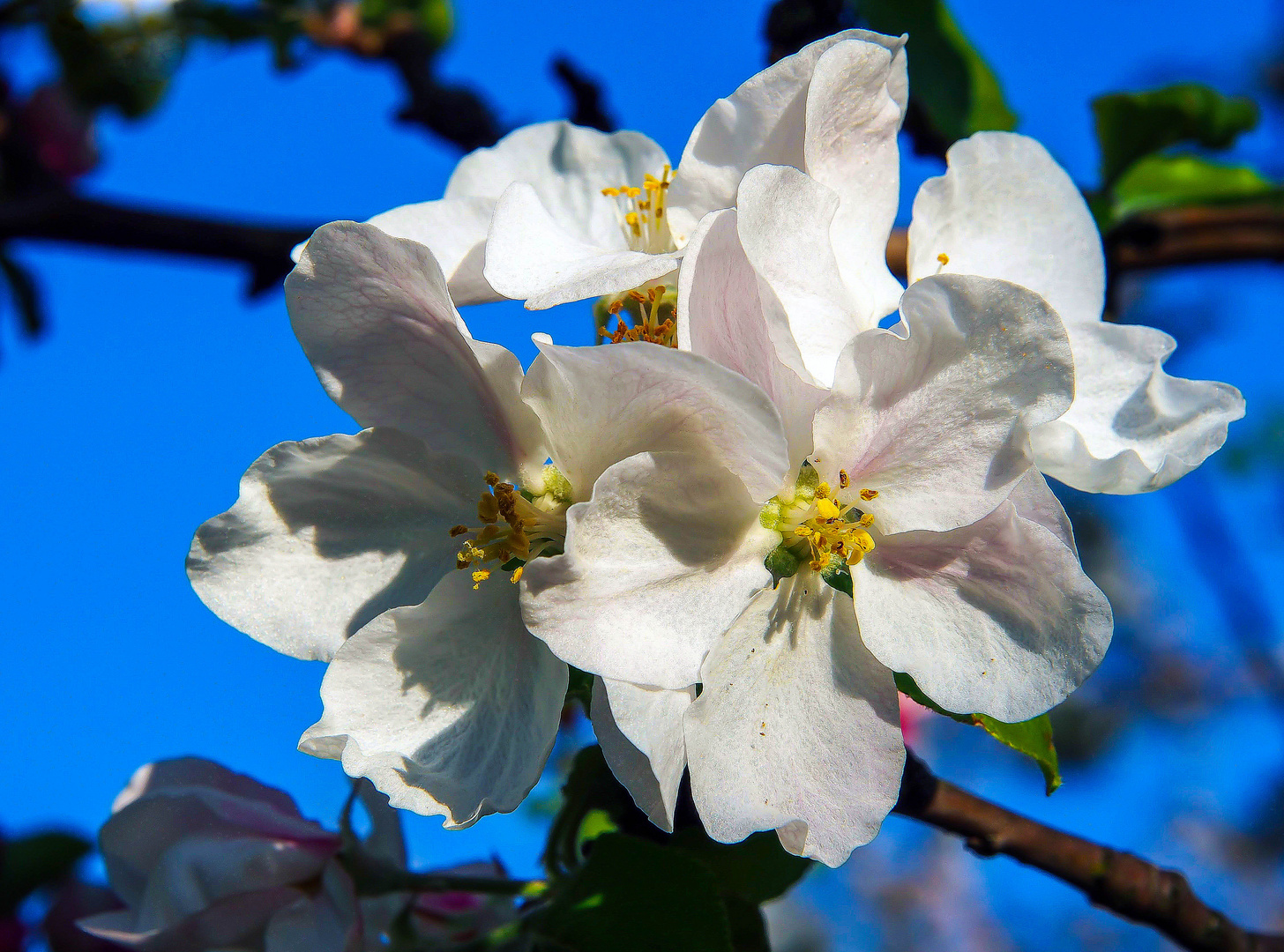 Apfelblüte