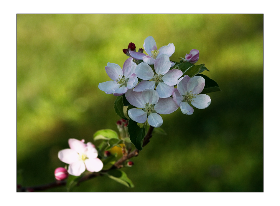 Apfelblüte