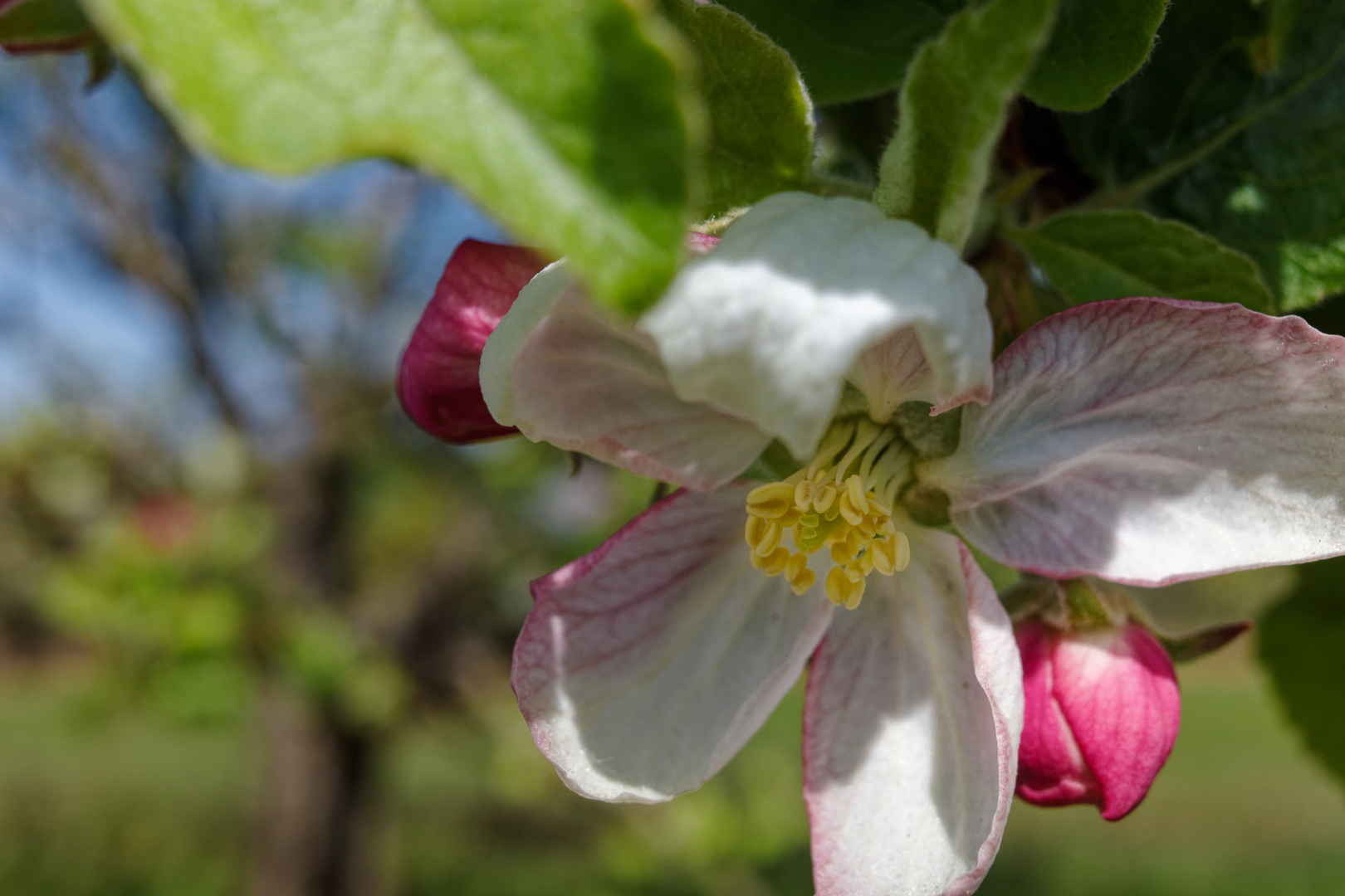 Apfelblüte