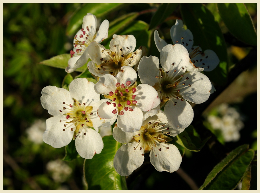 Apfelblüte