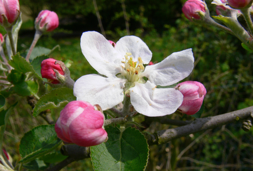 Apfelblüte