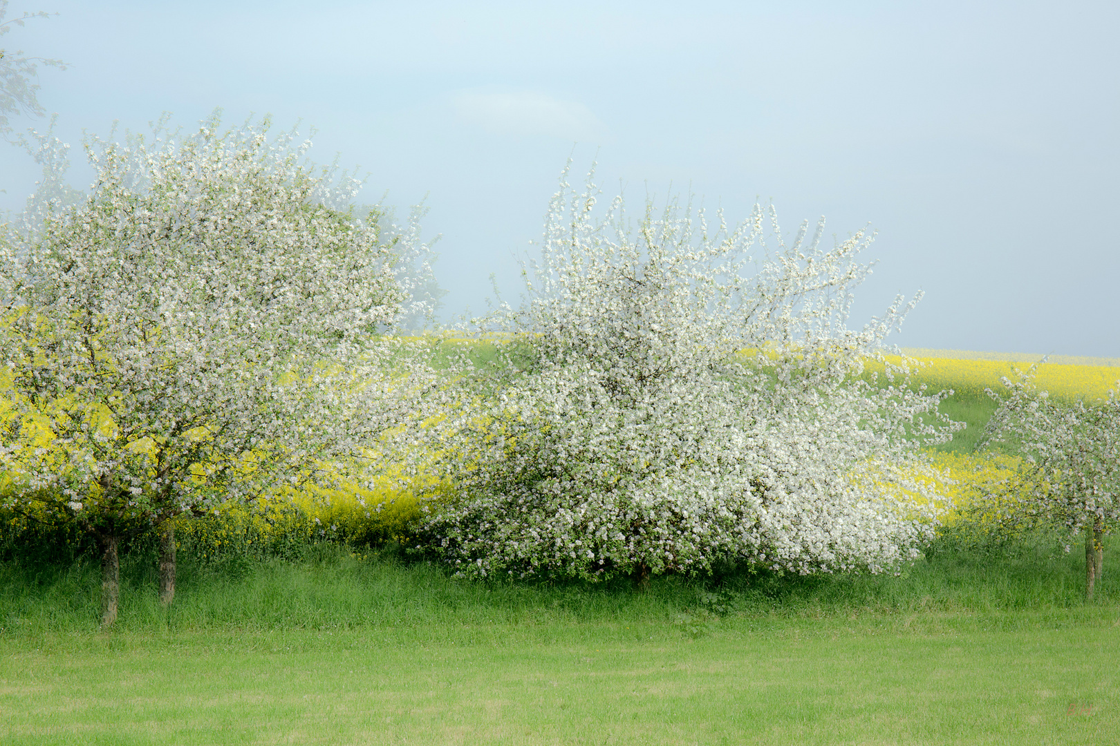 Apfelblüte