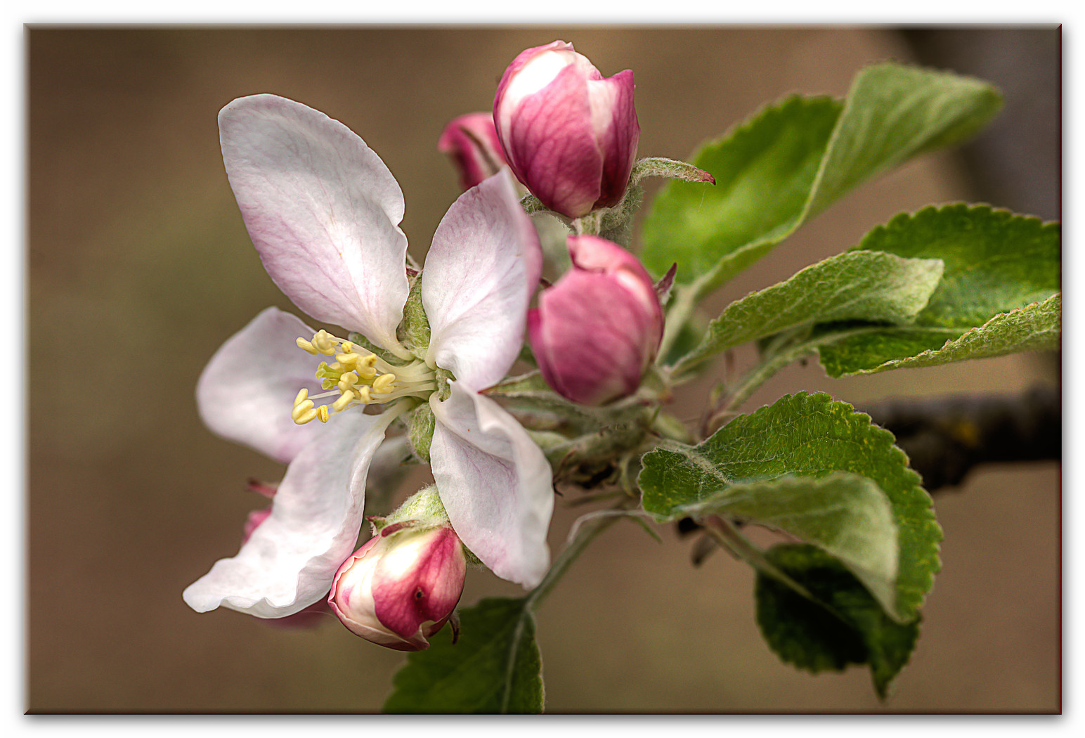 Apfelblüte