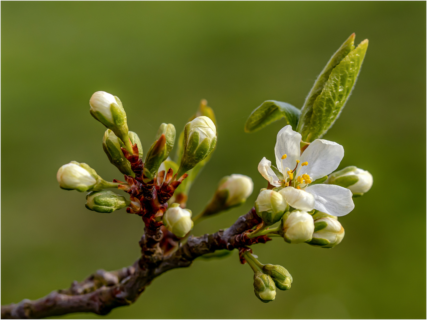 Apfelblüte