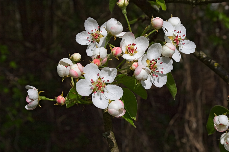 Apfelblüte