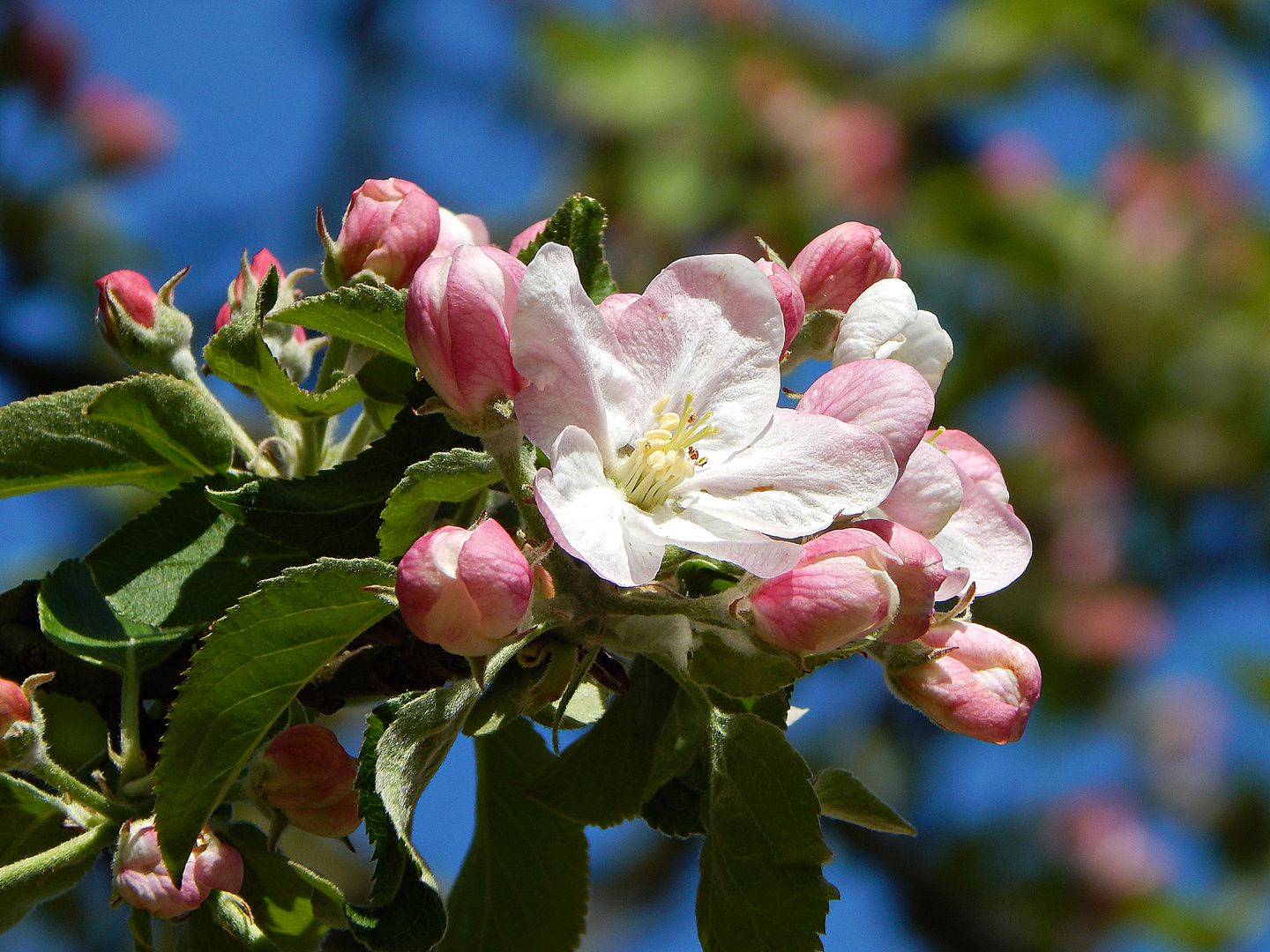 Apfelblüte