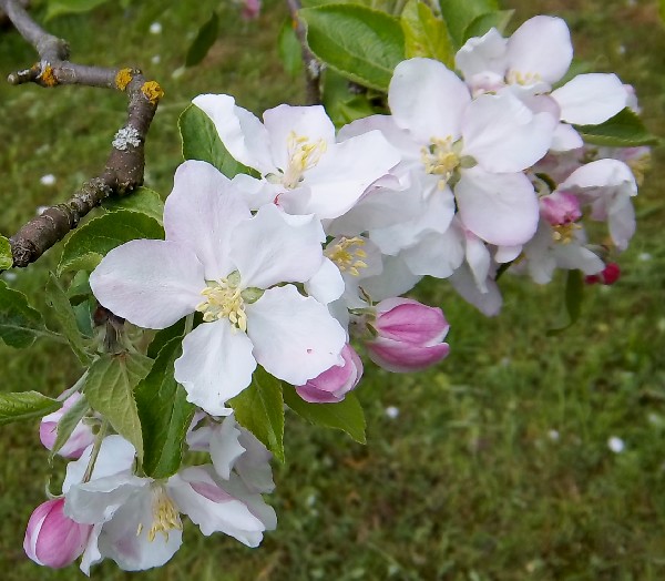 Apfelblüte