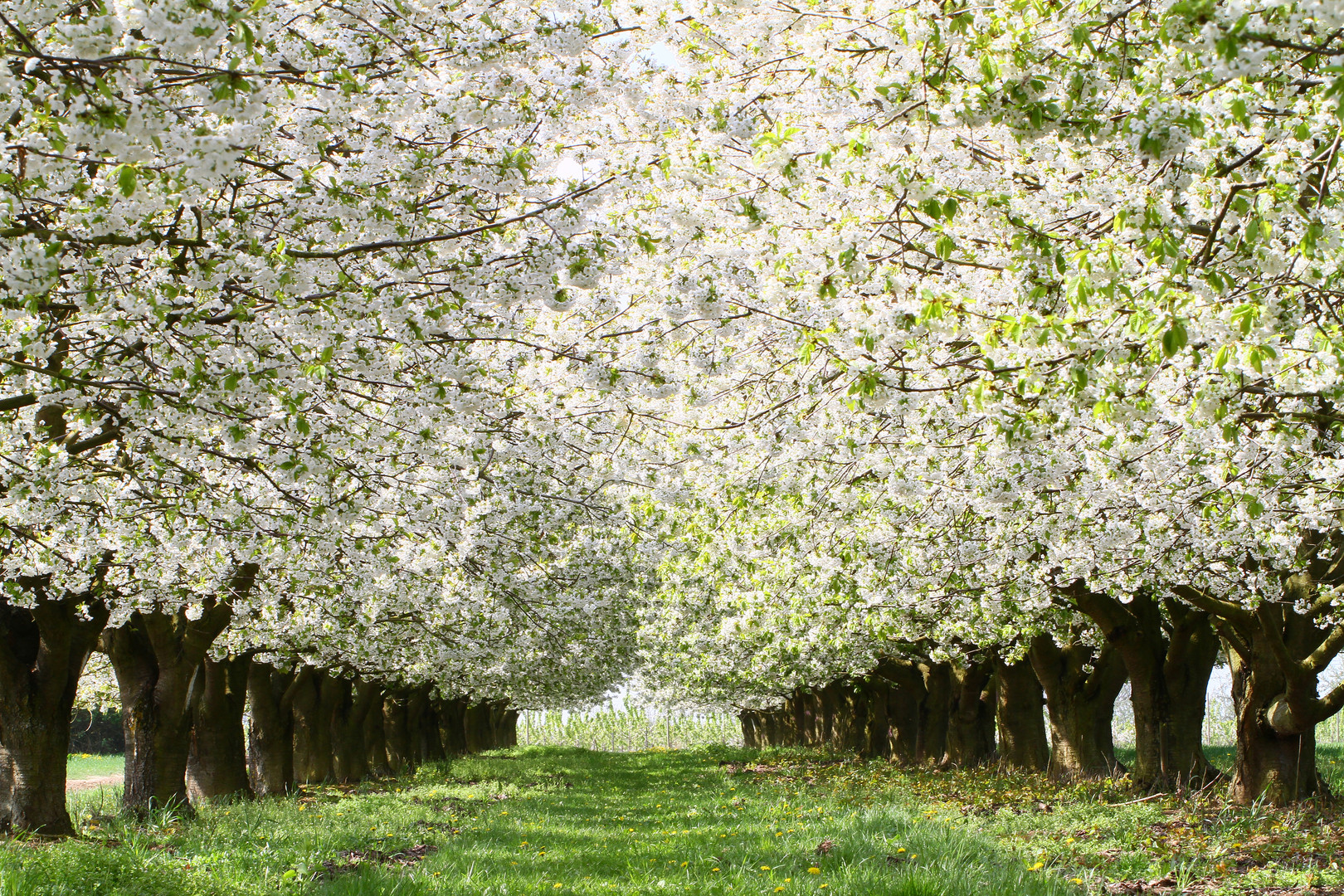 Apfelblüte