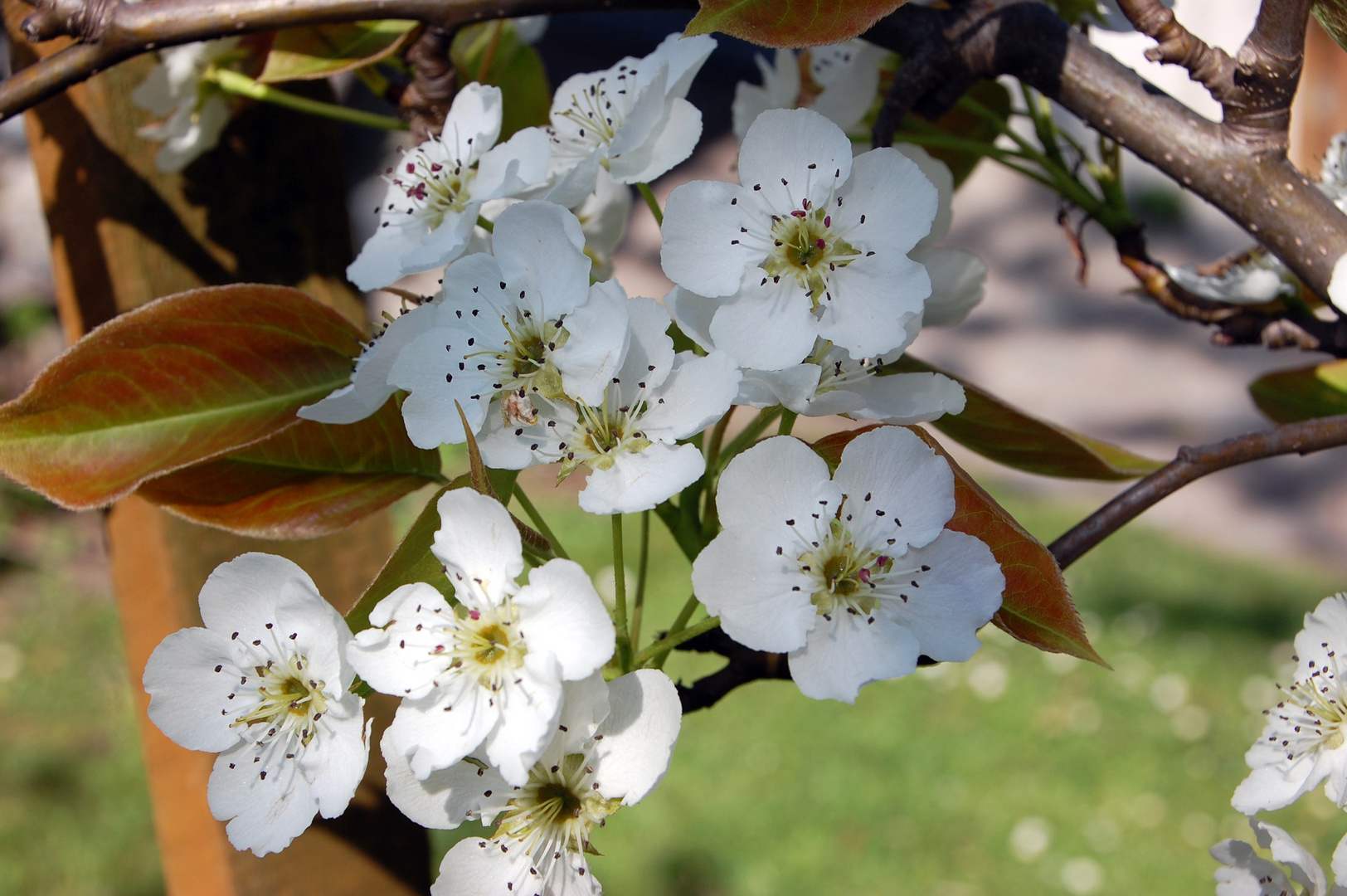 Apfelblüte