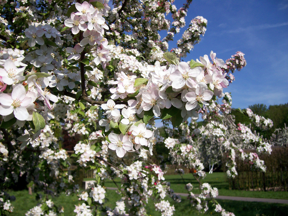 Apfelblüte