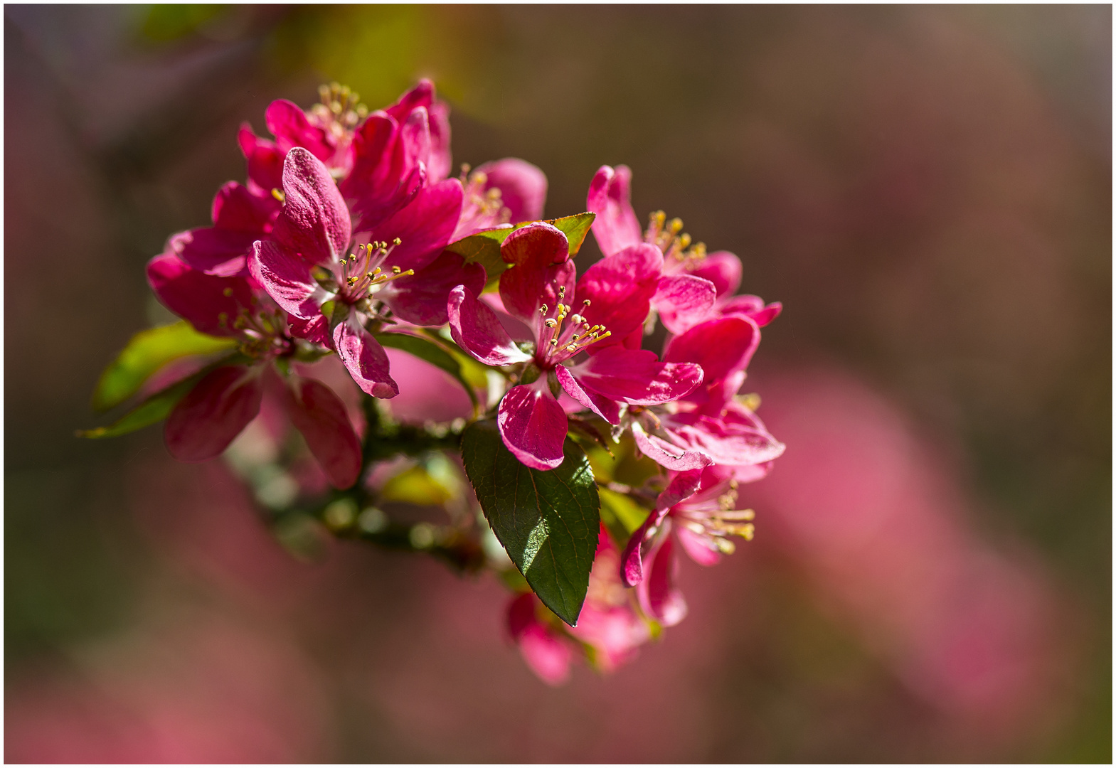 Apfelblüte