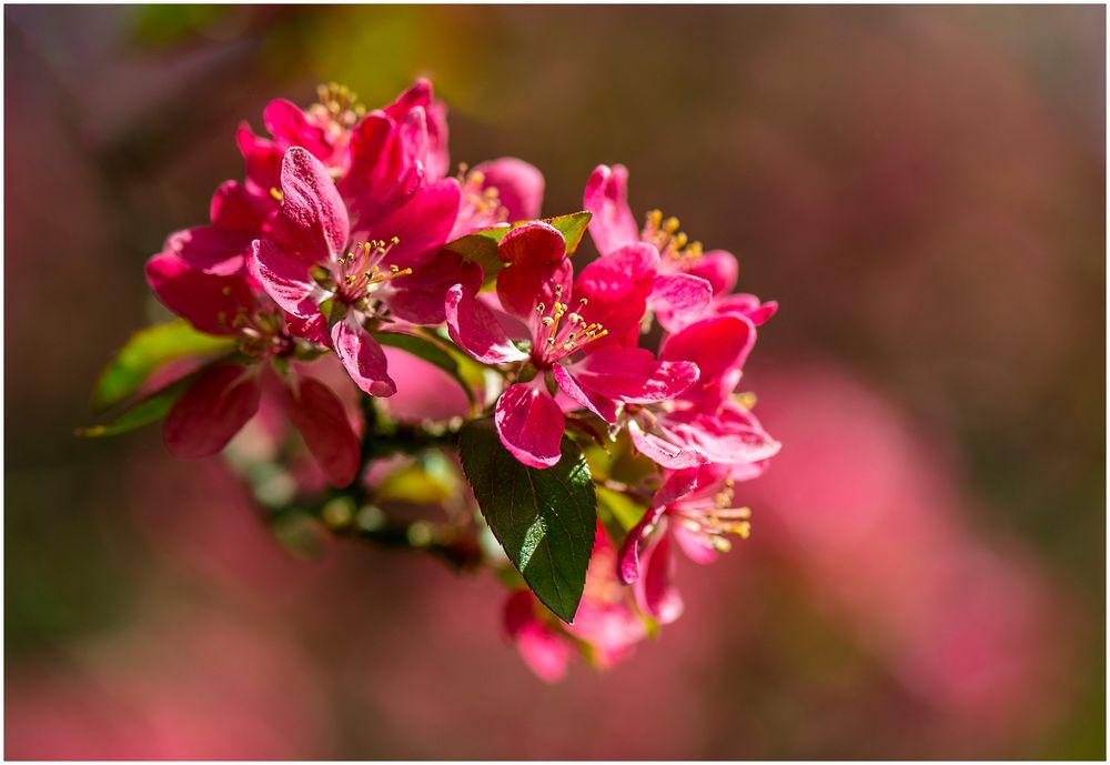 Apfelblüte