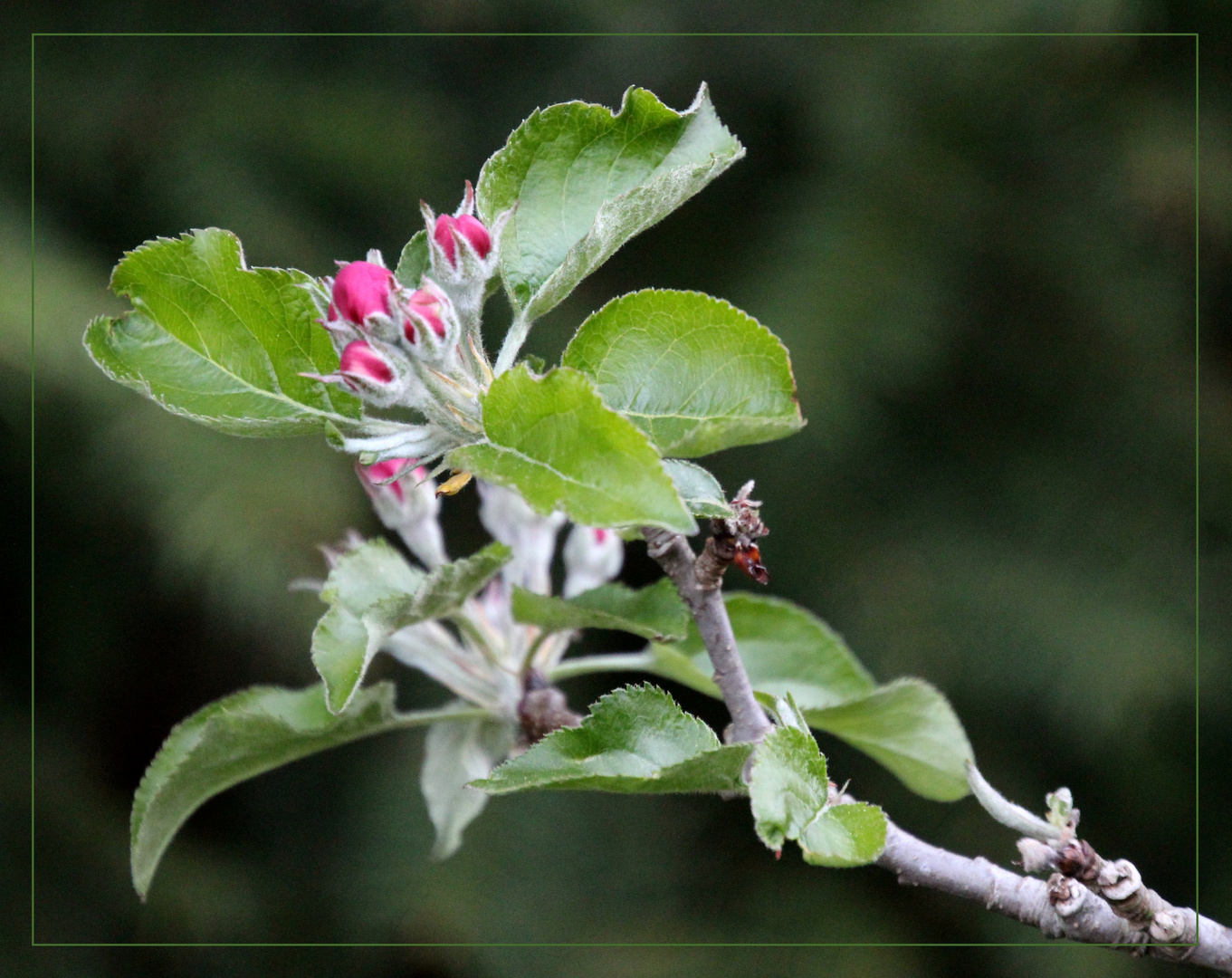 Apfelblüte .....