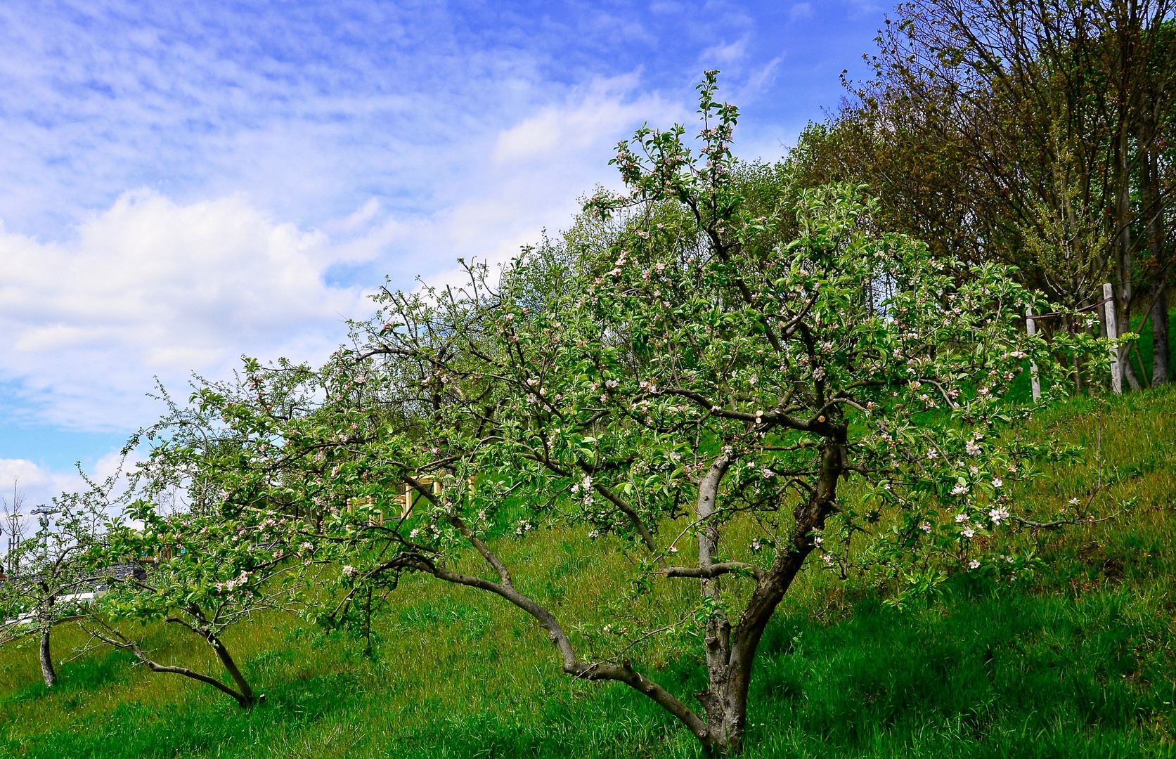 Apfelblüte