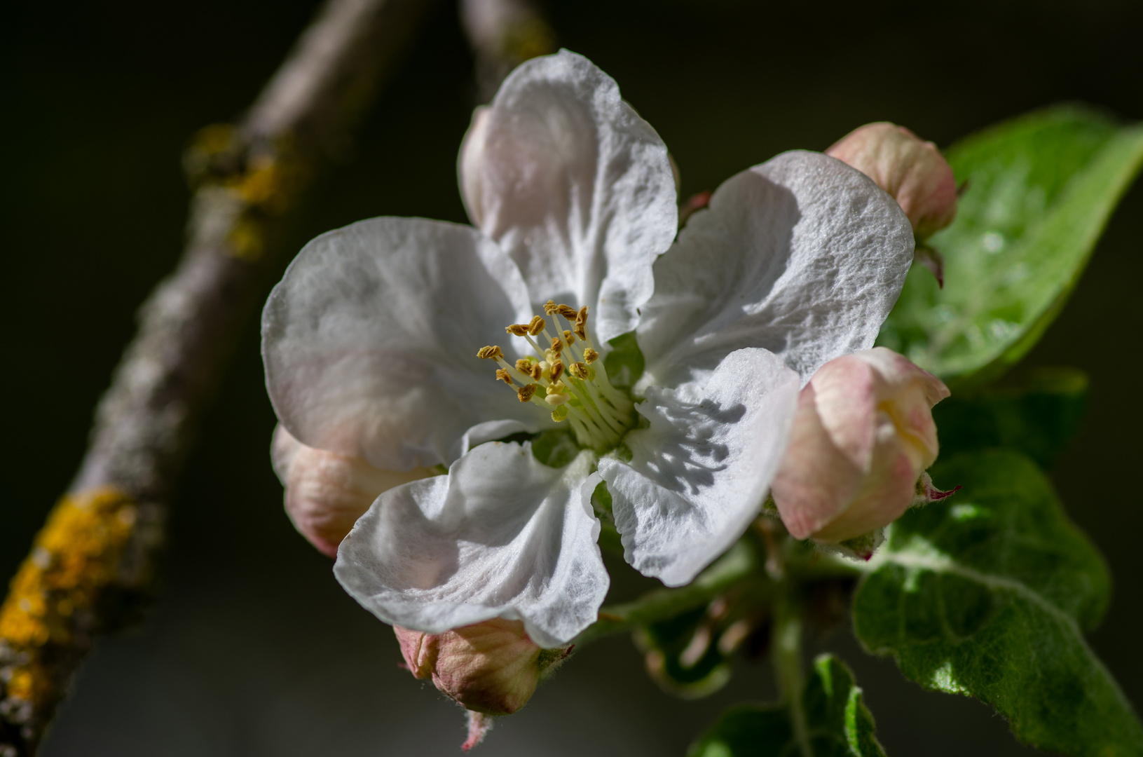 Apfelblüte 