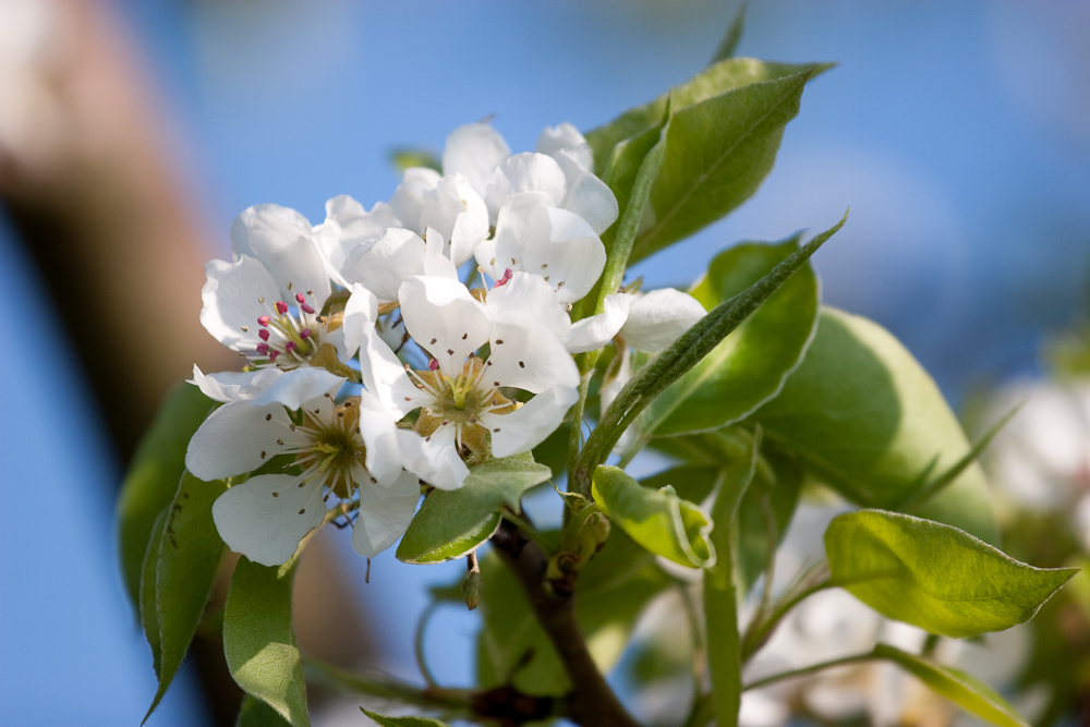 Apfelblüte