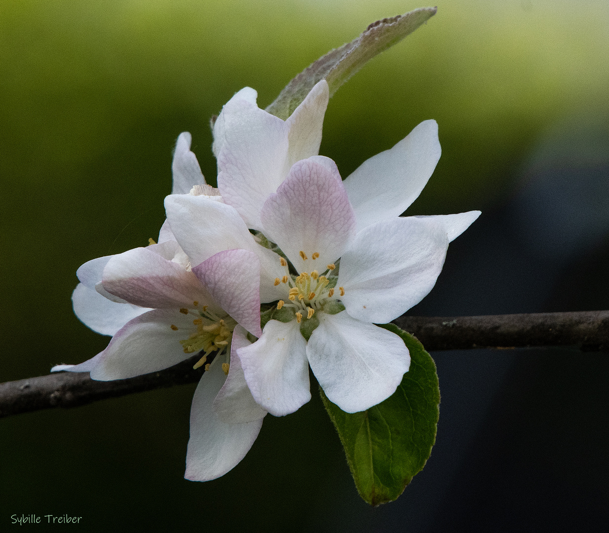 Apfelblüte