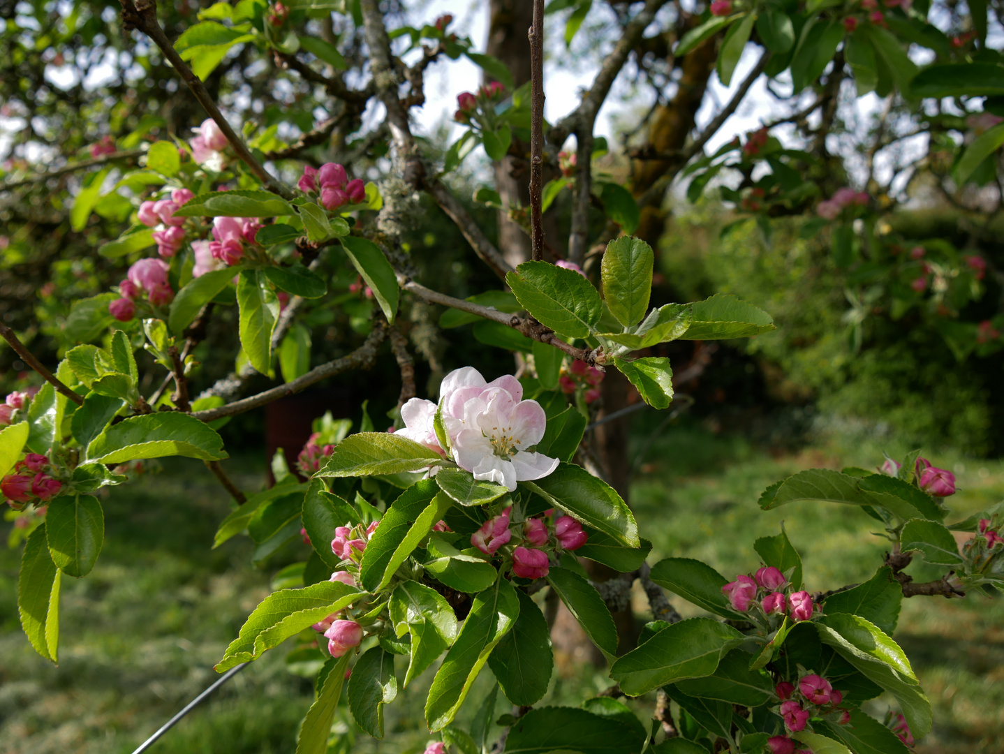 Apfelblüte