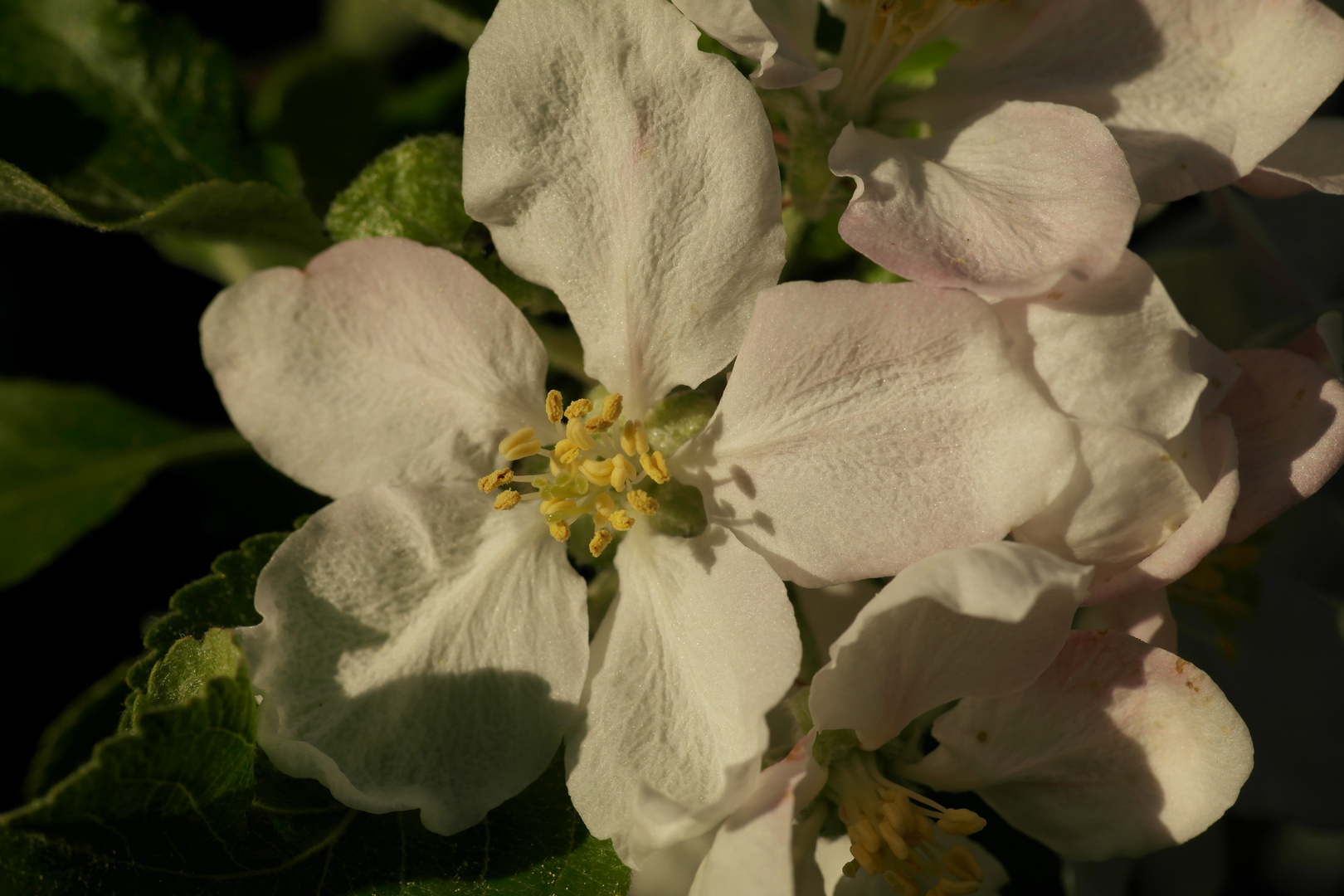 Apfelblüte