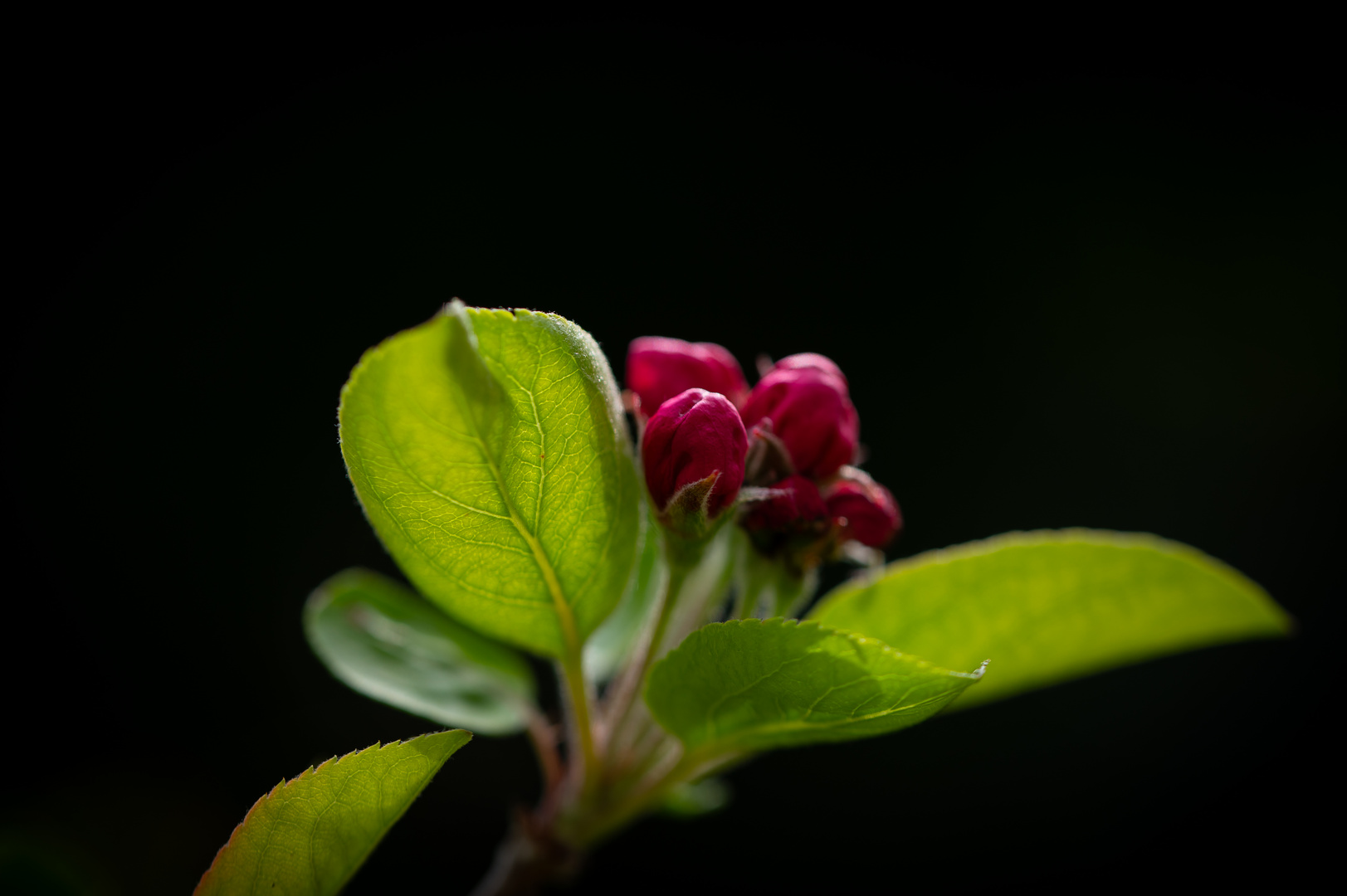 Apfelblüte