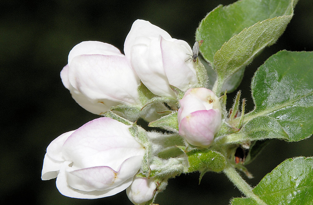 Apfelblüte