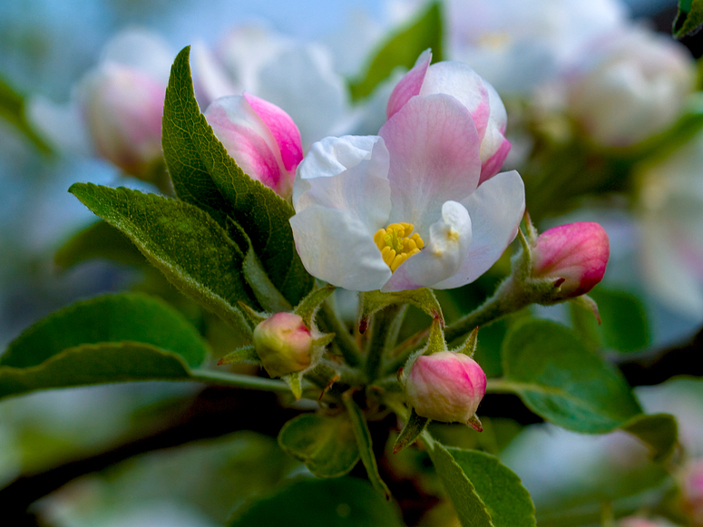 Apfelblüte