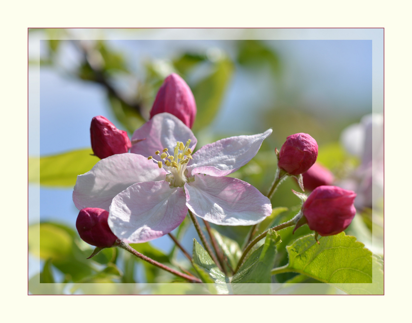 Apfelblüte