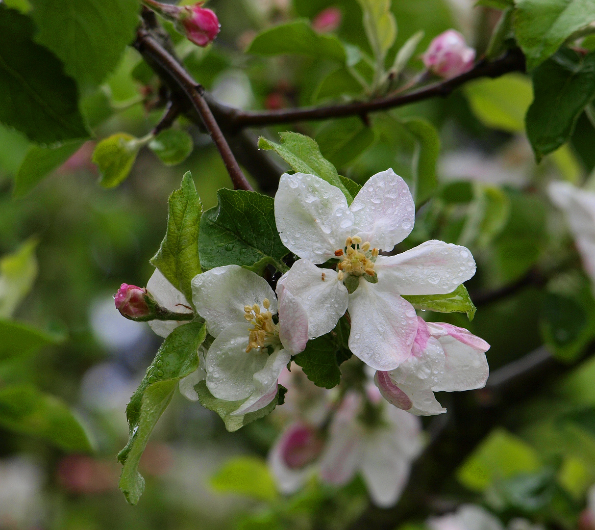 Apfelblüte